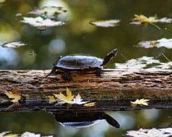 Turtle on a log floating in water