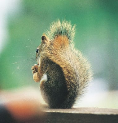 Squirrel close up.