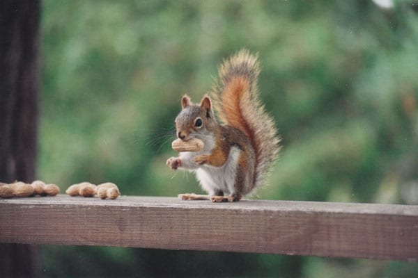Squirrel eating peanuts.