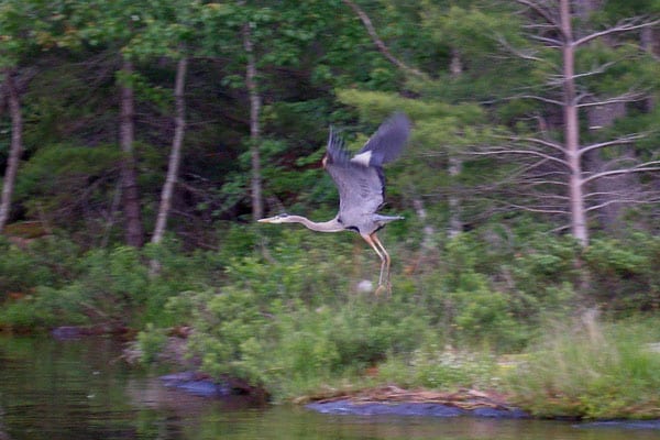 Bird flying over Stoney lake.