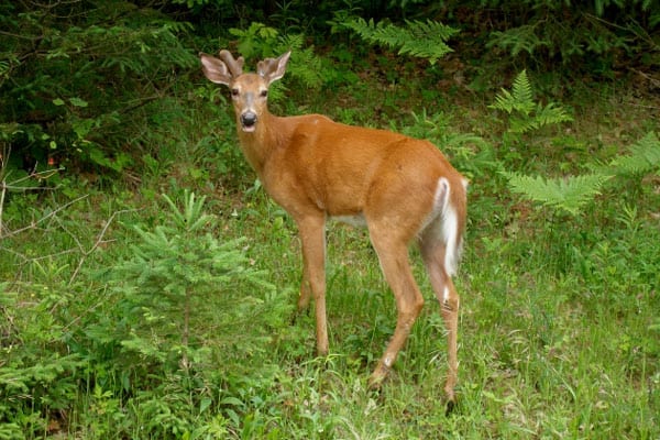 Deer in profile