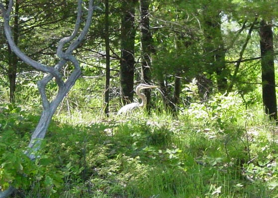 Great blue heron in woods.